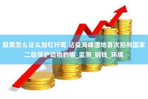 股票怎么这么加杠杆呢 沾益海峰湿地首次拍到国家二级保护动物豹猫_监测_铜钱_环境